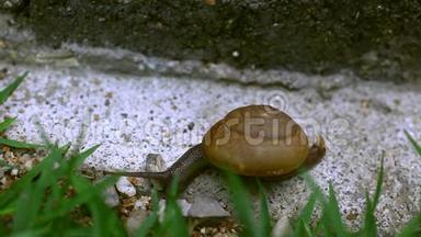 草上爬行的蜗牛.. 宏观视频